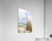 BEACH GRASS  Acrylic Print