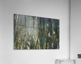 Weeping Willow Near a Stream Acrylic Print