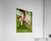Snapdragon Tree Huggers Acrylic Print