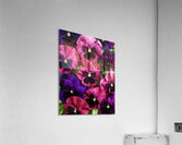 Pansies Making a Perfect Impression Acrylic Print