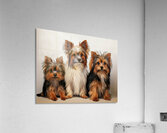 Cuteness Overload Acrylic Print