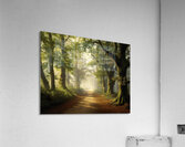 Small Trail Through Big Trees Acrylic Print