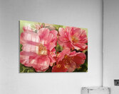 Alberta Wild Roses Acrylic Print