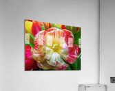 A Fully Open Parrot Tulip Acrylic Print