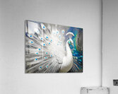 Leucistic Indian Peafowl  Acrylic Print