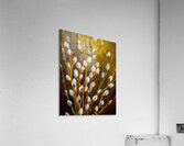 Pussywillows  Acrylic Print