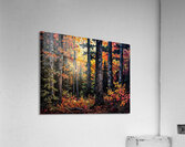 Dense Dark Fall Forest Acrylic Print