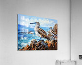 Blue Footed Boobies Acrylic Print