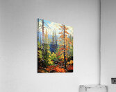 Algonquin Park  Acrylic Print