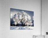 Something Magical Acrylic Print