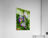 Stuck Up Irises Acrylic Print