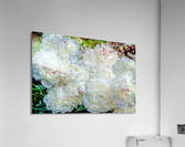 Group of White Peonies Acrylic Print
