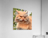 Just Look at that Face Acrylic Print