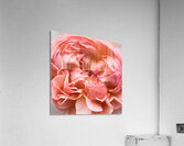 Almost Fully Awake Acrylic Print