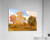 Much More Than Just Trees Acrylic Print