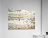 Screeching Seagulls Acrylic Print