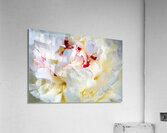 Peony Really Close Up Acrylic Print