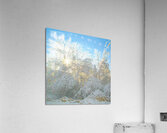 After the Ice Storm Acrylic Print