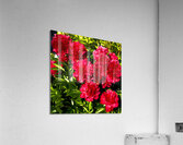 Deep Red Peonies Acrylic Print