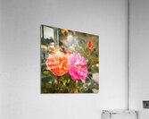 One Rose Bush - Different Colors Acrylic Print