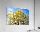 Huge Weeping Willow Acrylic Print
