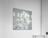 Ice-Covered Branch Acrylic Print
