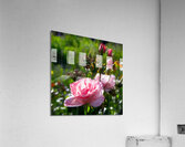Pink Rosebuds Acrylic Print