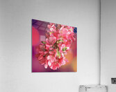 Pink Cherry Blossoms Acrylic Print