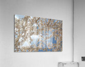 Cherry Blossoms Acrylic Print