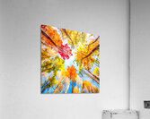 Lie Down and Look Up Acrylic Print