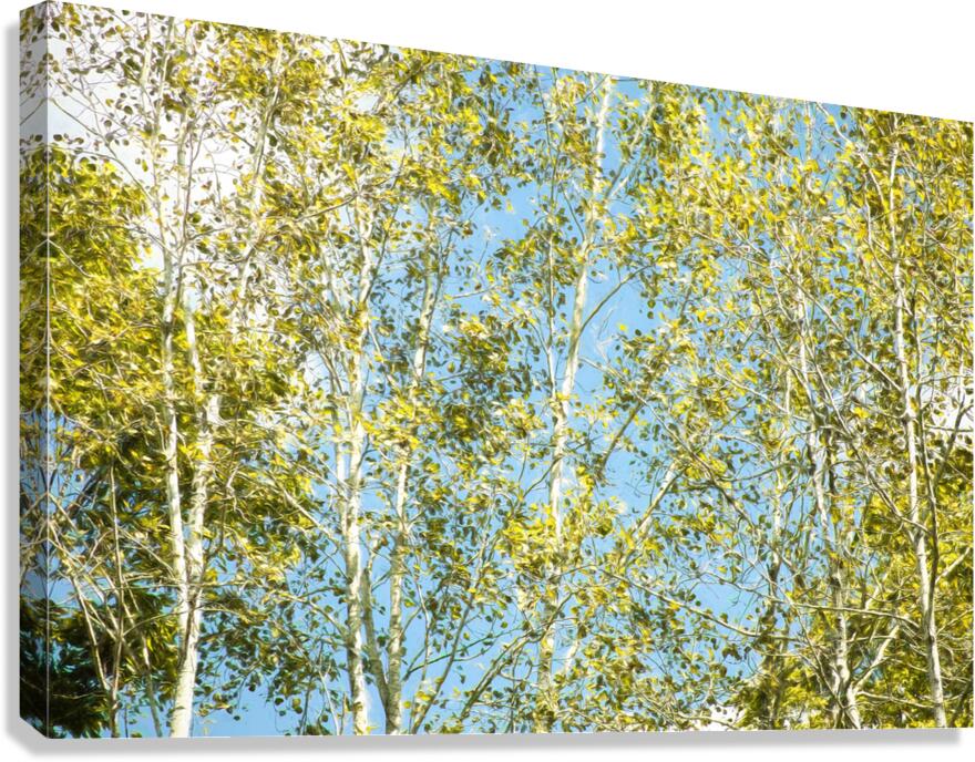 Aspen and Blue Skies Canvas Print