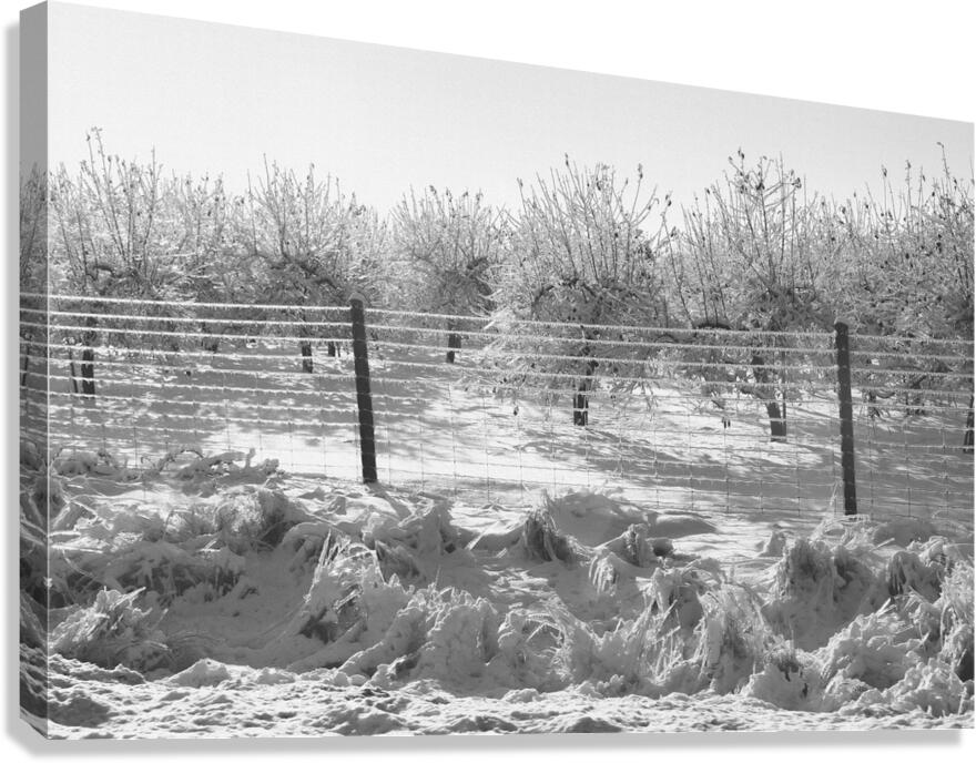Ice-Covered Apple Trees Canvas Print