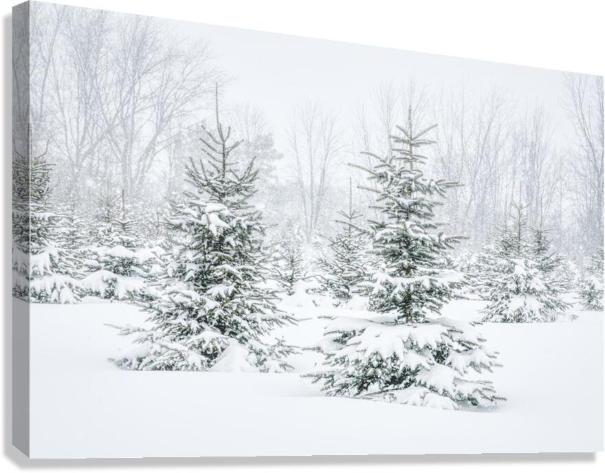pretty little trees Canvas Print