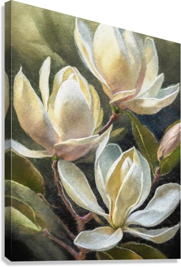 Magnolias Canvas Print