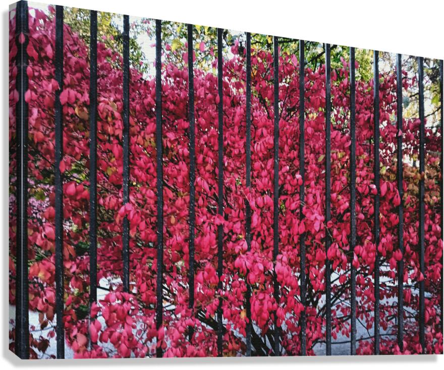 Burning Bush Behind Bars Canvas Print