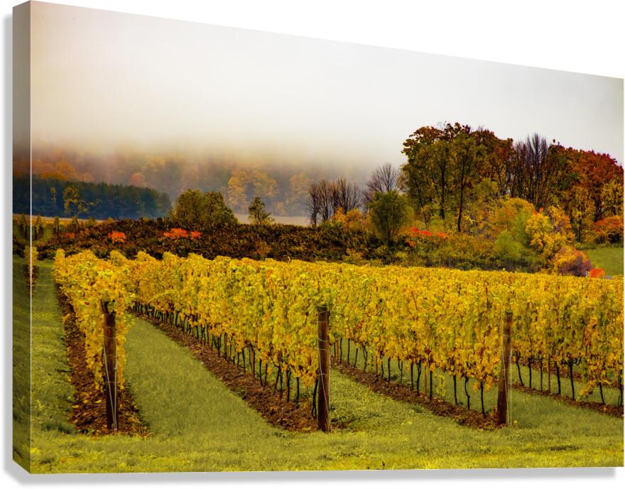 Niagara Vineyard Route Canvas Print
