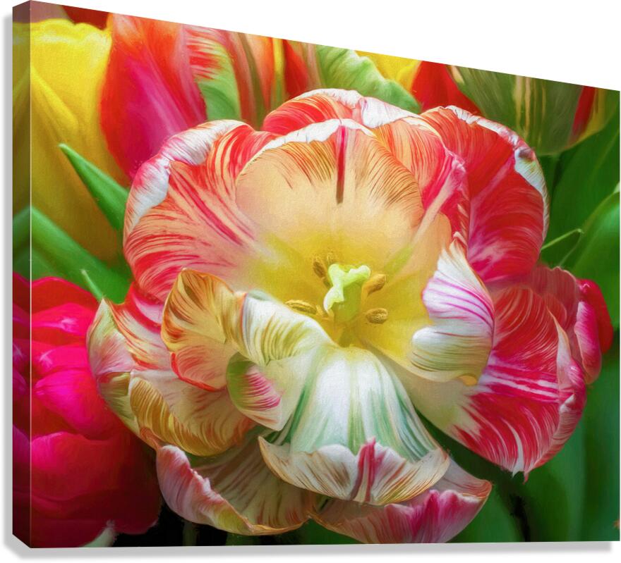 A Fully Open Parrot Tulip Canvas Print