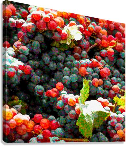 Grapes Just Picked Canvas Print
