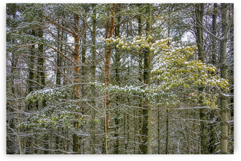 Scotch Pines Strong and Steady by Thea Menagh