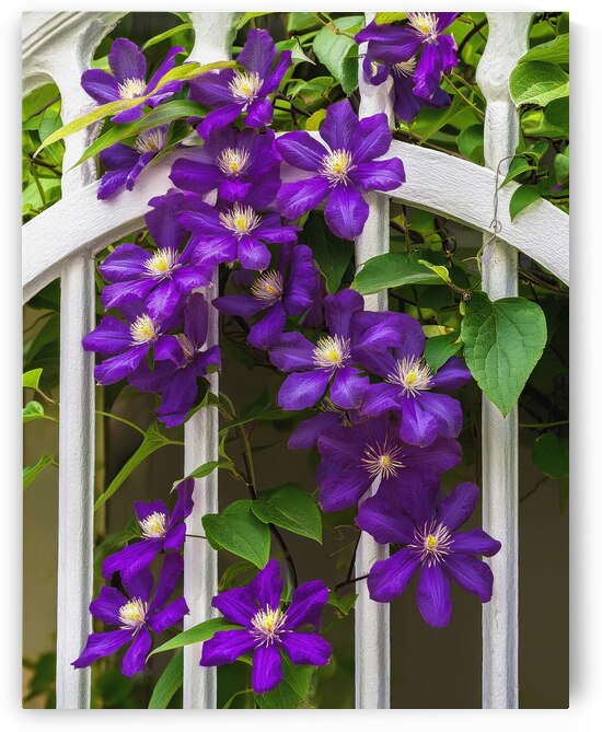 CLIMATIS ON THE TRELLIS by Thea Menagh