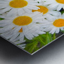 Shasta Daisies to Cheer You Up Metal print