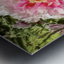 Pick the Largest Pink Peony Metal print