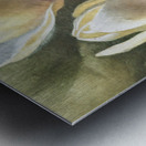 Magnolias Metal print