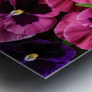 Pansies Making a Perfect Impression Metal print