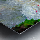 Group of White Peonies Metal print