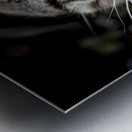 Chatty Cat Following Me Metal print