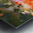 One Rose Bush - Different Colors Metal print