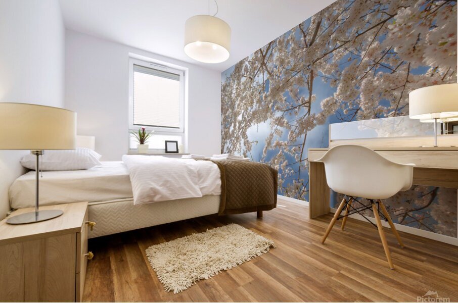 Cherry Blossoms Mural print