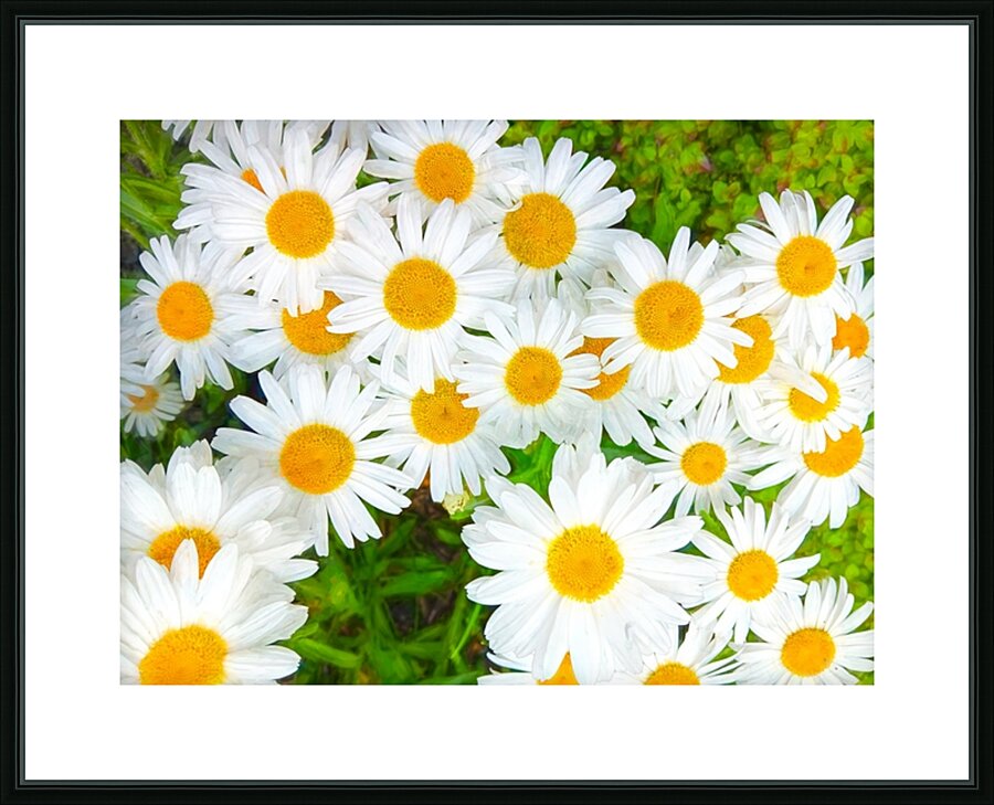 Shasta Daisies to Cheer You Up Picture Frame print