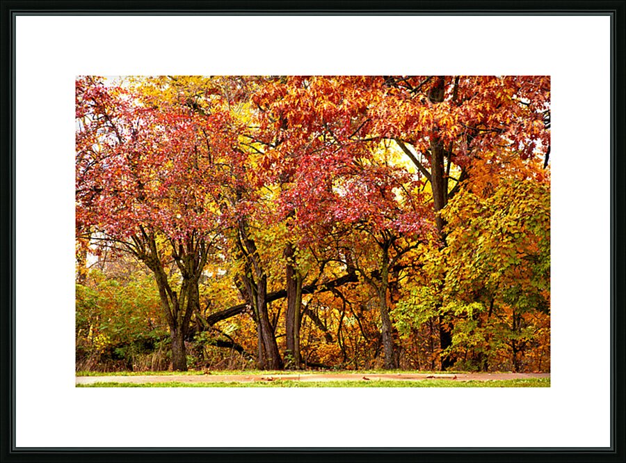 Tree Fall Down Go Boom Picture Frame print